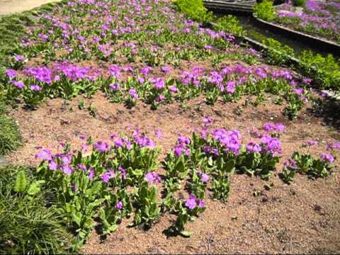 園芸 オリジナルサクラソウ