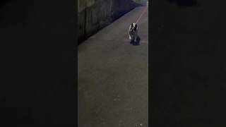 愛犬を待ち伏せしてみたPart２