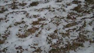 My Michigan weather, Snow storm 1 11 11