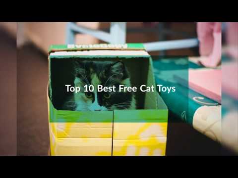 DIY Free Cat Toys: The 10 Best Cat Toys for Indoor & Outdoor Cats