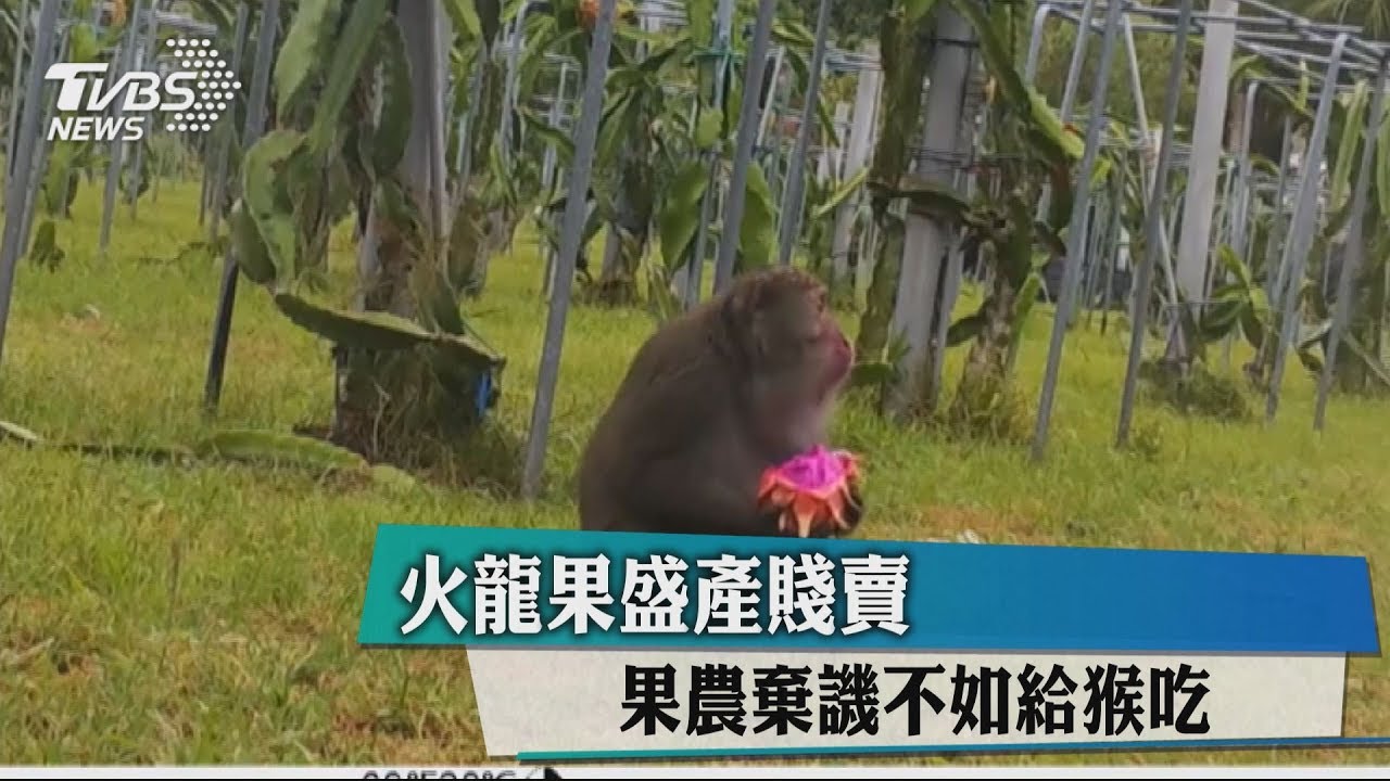 火龍果盛產賤賣 果農棄譏不如給猴吃