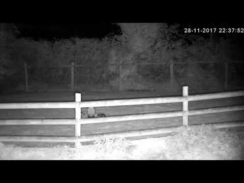 A screaming squealing disagreement between rural foxes - with sounds