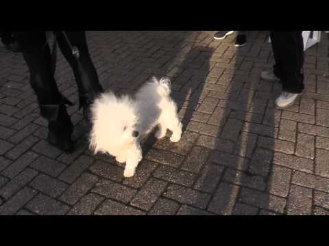 LOUTERBLOEMEN EN DIERENAMBULANCE ZHZ OP KERSTMARKT