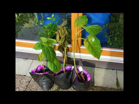 Cyphomandra corymbiflora   Hardy Tamarillo, Frost Test  - 8 und  - 10,5 Grad