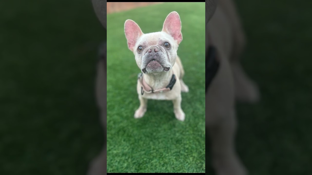 Bella, a ADOPTABLE French Bulldog in Citrus Heights, CA video 6/6