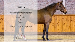 &#39;OPHELIA&#39; (v.Kashmir van &#39;t Schuttershof) || VSN Horses Auction 5.0