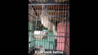 Download lagu koak kaok betina mp3