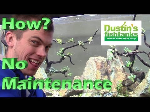 How and why it's a No Maintenance Tank - No Maintenance Aquarium