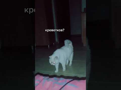 Оскар за самую драматичную роль #животные #юмор #прикол
