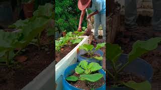 Download lagu manfaat kan ranting kayu#shorst #gardening #budidayatanaman #farming #fypyoutube mp3 Download lagu manfaat kan ranting kayu#shorst #gardening #budidayatanaman #farming #fypyoutube mp3