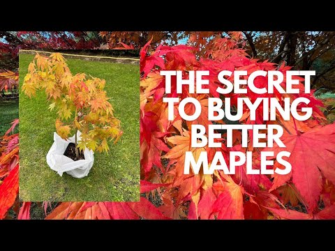 How YOU can buy an Amazing Tree, transport it and make sure its happy in its new home!