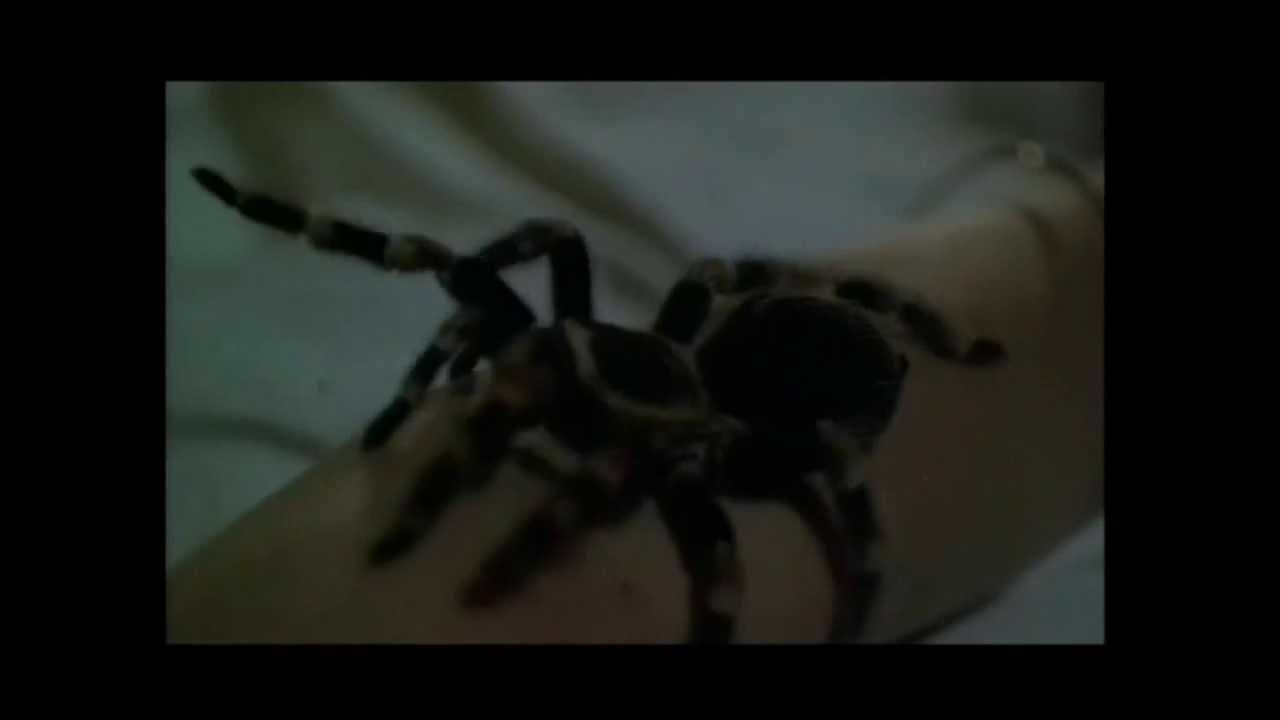 Kiss Of The Tarantula - Trailer 1976