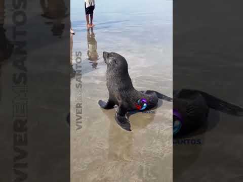 Lobo Marinho é avistado em praia de Itanhaém e chama atenção de banhistas.