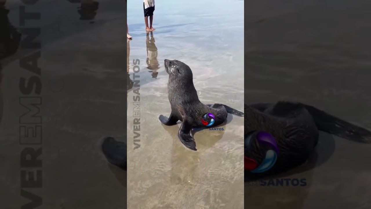 Lobo-Marinho é avistado em praia de Itanhaém e chama atenção de banhistas.