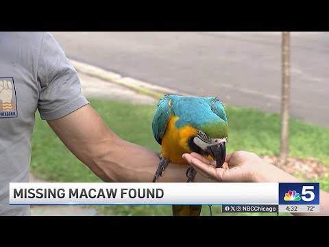 Pet macaw reunited with owners after escaping on suburban Chicago camping trip