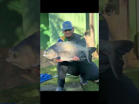 Pesqueiro do Marcos em #fishing bela vista de Goiás