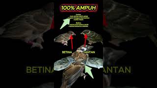 Download lagu ciri ciri burung gereja jantan dan betina 100% akurat #burunggereja #burungmasteran mp3