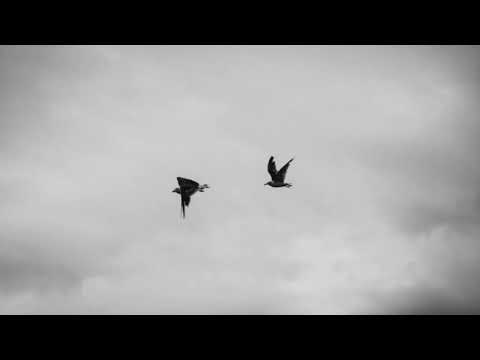 Александр Коротко, Поезія , «Забути війну, покинути Україну…»