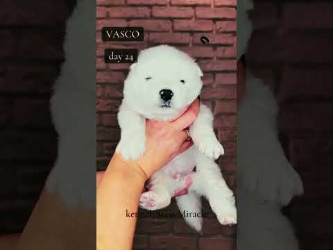 Samoyed puppy for sale