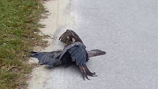 Falcon Takes Down Night Heron