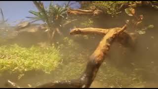 Download lagu story wa aquarium keren mp3