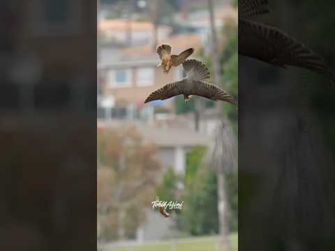 Falcon Mom teaching her offsprings to catch food midair.  #falcons #peregrinefalcon #birdlovers