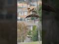 Falcon Mom Teaching Her Offsprings To Catch Food Midair Falcons Peregrinefalcon Birdlovers