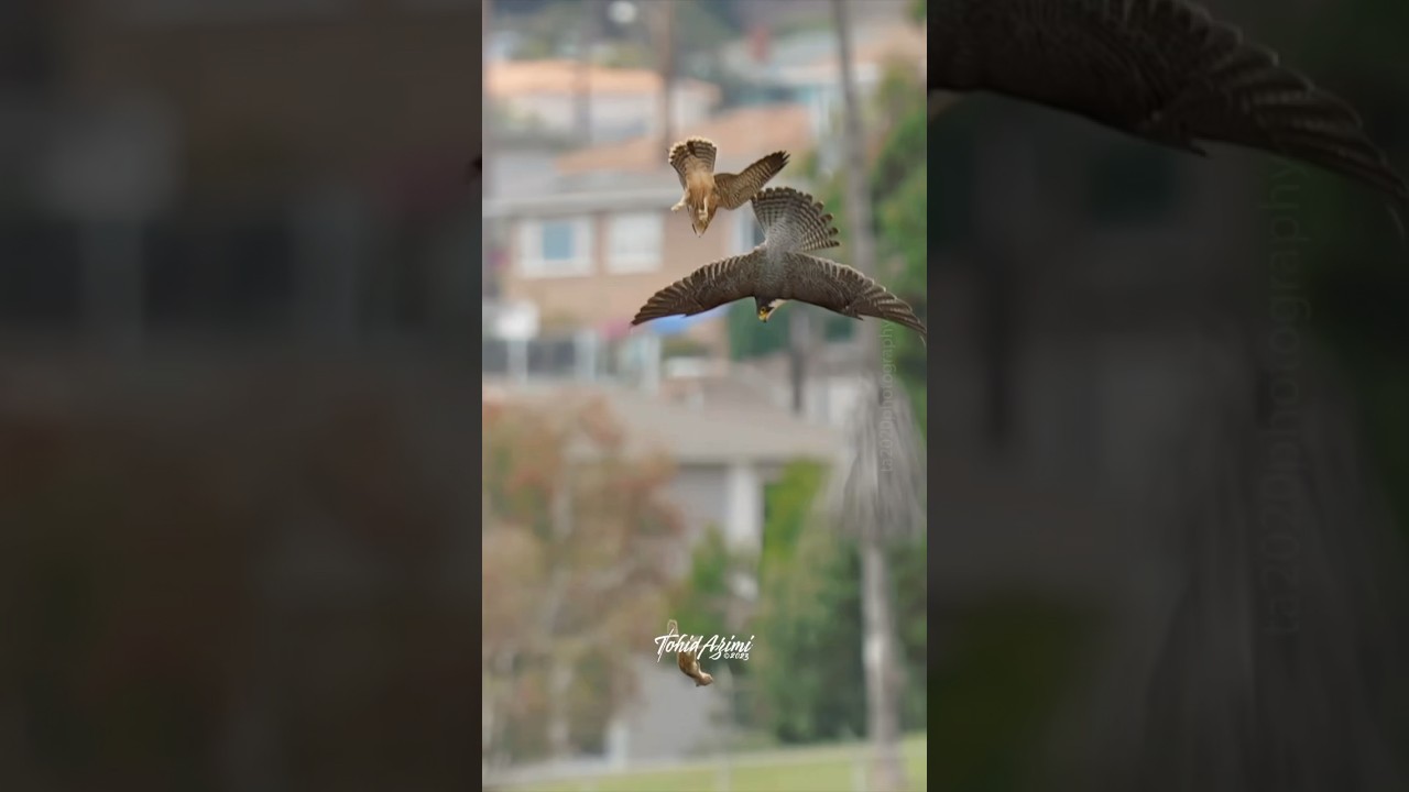 Falcon Mom teaching her offsprings to catch food midair.  #falcons #peregrinefalcon #birdlovers