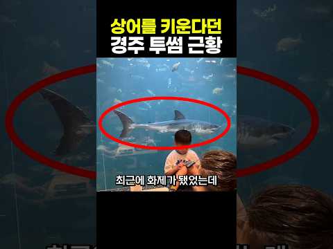 상어를 키운다던 경주 투썸 근황