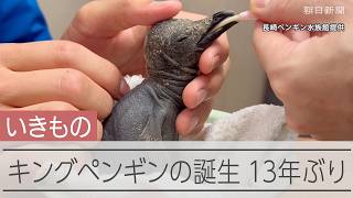 13年ぶりにキングペンギンのヒナ誕生　長崎ペンギン水族館