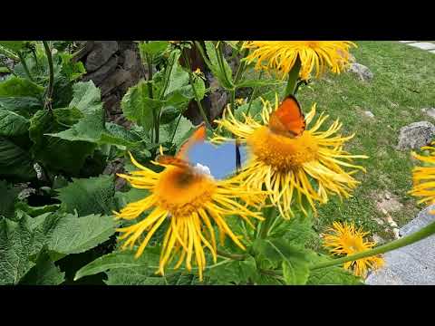 Da Alagna Valsesia al Rifugio Pastore