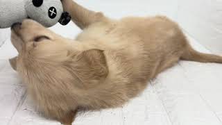 ゴールデンレトリバーの動画01