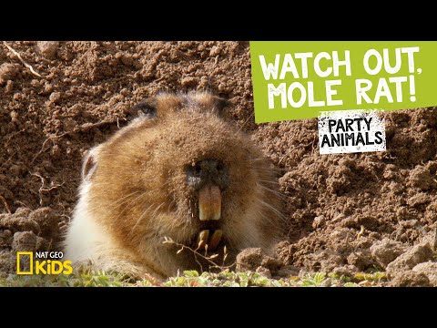 Watch Out, Mole Rat! feat. Parry Gripp (Music Video) | Party Animals
