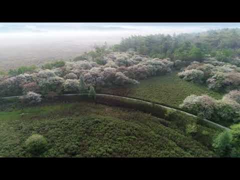 2018年5月29日　戦場ヶ原のズミ