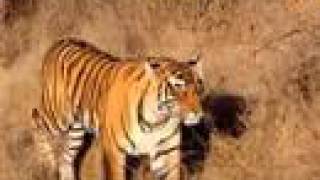Khem Vilas Resort in Ranthambore India