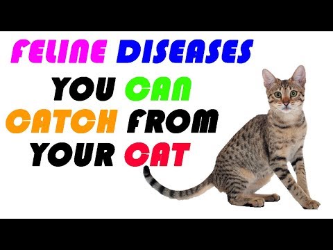 feline diseases you can catch from your cat and vice versa