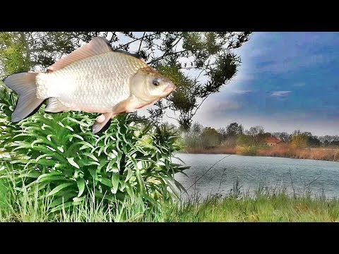 Egy Tó Kiismerése 4.Rész - A Fogadás