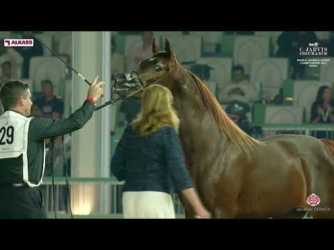 N 29 MZOON AL DIRIYAH   World Arabian Horse Championship 2023   Doha   Junior Fillies   Section A