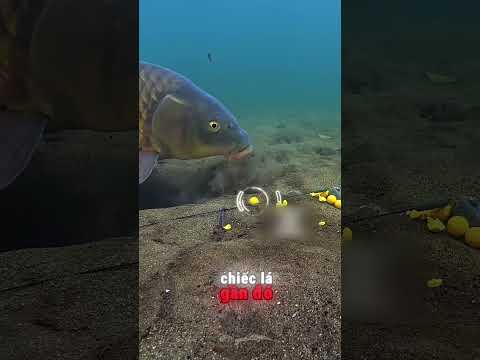 Khi Thợ Câu Gặp Cá Khôn Và Cái Kết Bất Ngờ 😅