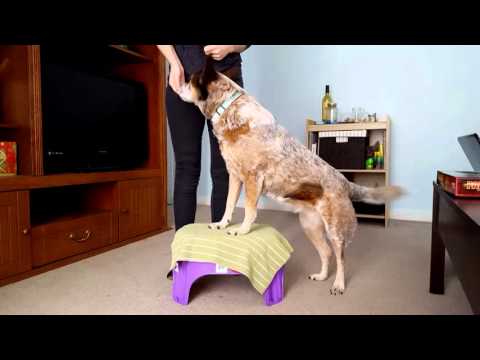YouTube video about: How to strengthen dogs back legs?