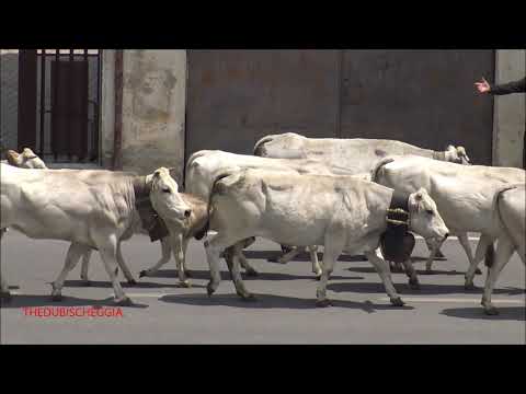 ORE 12,30 PASSA LA TRANSUMANZA DIRETTA AGLI ALPEGGI A ROBILANTE (CN) SAB. 20 - 6 - 2020.