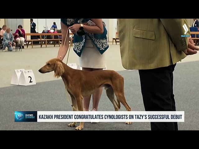 Қазақстан Президенті кинологтарды қазақ тазысының табысты дебютімен құттықтады