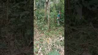 Download lagu tidak di duga Nemu sarang burung pijantung anak tunggal #kucau mania #Rangkasbintung mp3