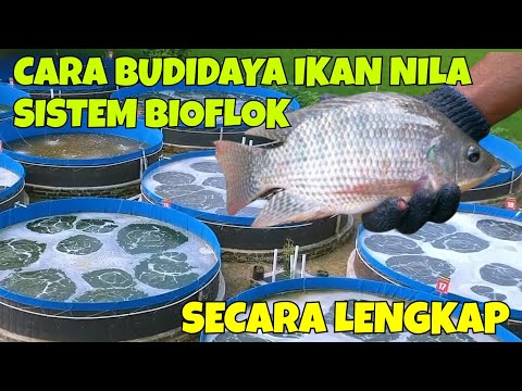 HOW TO CULTIVATE NILE FISH USING A COMPLETE BIOFLOC SYSTEM