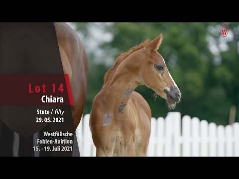 Westfälische Fohlen-Auktion Lot 14 Chiara Stute v. Conthargos - Congress