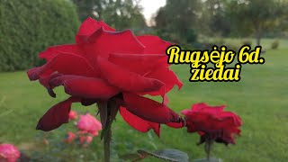 Rožių žydėjimas rudenį. 1dalis