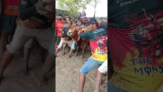 Download lagu Kerapan Sapi mp3 Download lagu Kerapan Sapi mp3