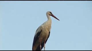 HÍREK A TERMÉSZETBŐL