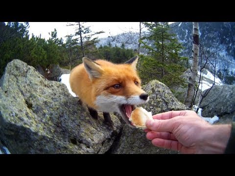 , title : 'JAK KRMIT LIŠKU Z RUKY - FATTENING  FOX'