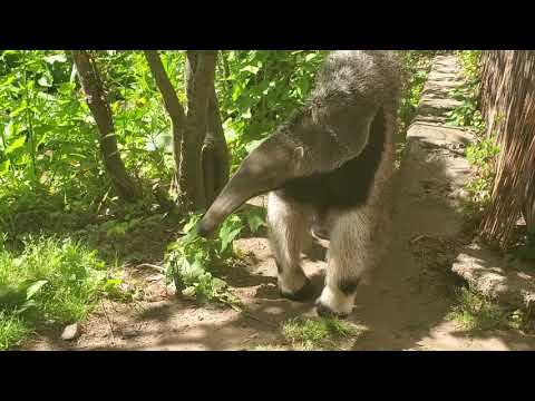 Virtual Zoo School with giant anteaters, Demo & Delilah